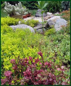 sedum garden