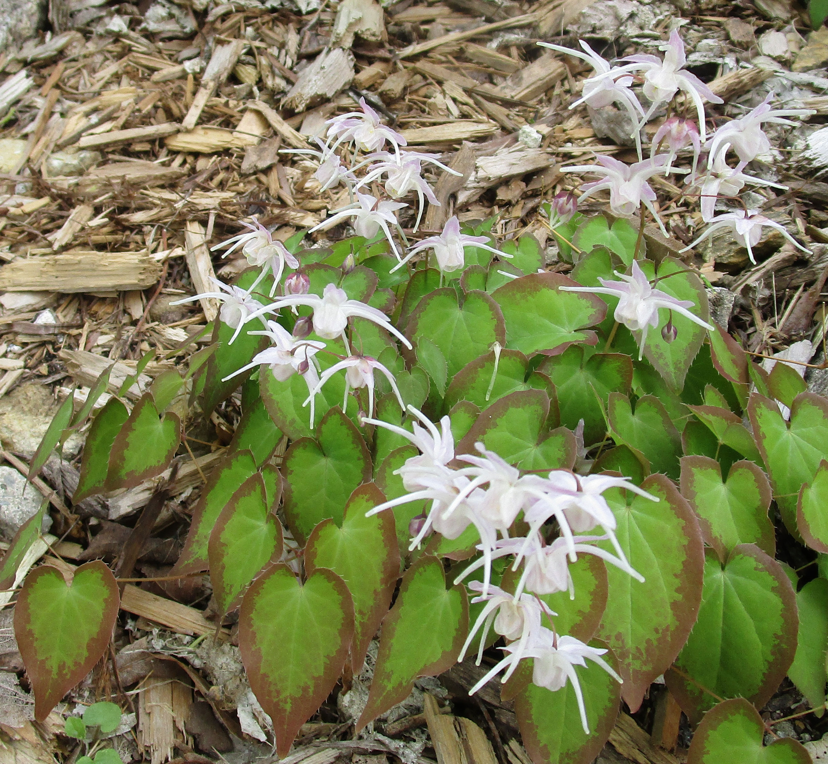 Epimedium grandiflorum 'Spring Wedding'.