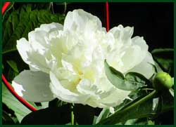 White peony