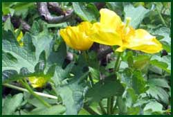 celadine poppies