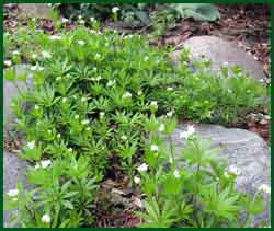 Sweet woodruff