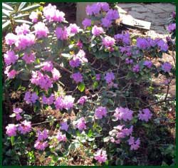 Azalea in the sunlight