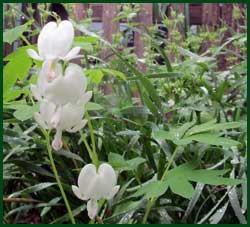 White bleeding heart