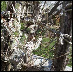 clematis snowdrift