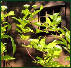 red wig dogwood