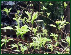 variegaated dogwood cornus alba bailhalo Ivory halo