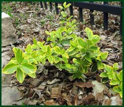 Golden Euonymus