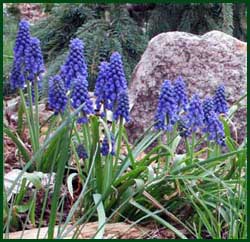 Grape hyacinth