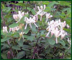 White honeysuckle