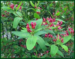 honeysuckle arnolds red