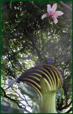 jack in the pulpit