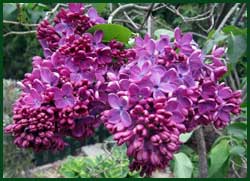 lilac agincourt beauty 2