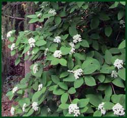 Nannyberry viburnum lentago