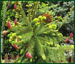 weeping norway spruce