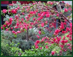 peach tree with red flowers