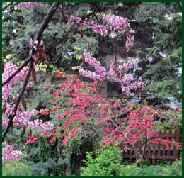 flowering peach pink cascade