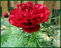 fern leaf peony red