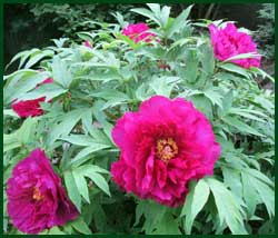 Tree peony