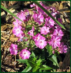 phlox paniculata