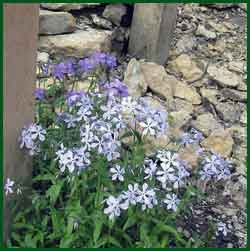 Woodland phlox divaricata