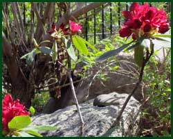 red rhododendrum