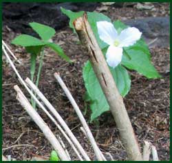 trillium