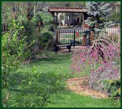 Weeping redbud