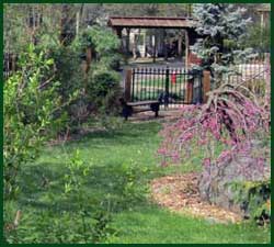 Weeping redbud