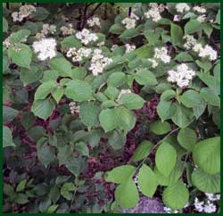 viburnum southern arrowwood