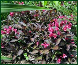 dwarf weigela midnight wine