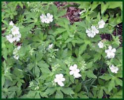 Wild white geranium