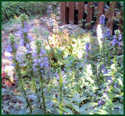 Lobelia siphilitica