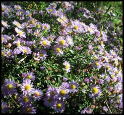 aster alpinus