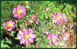 japanese anemone