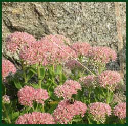 sedum autumn joy