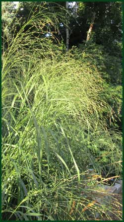 switchgrass