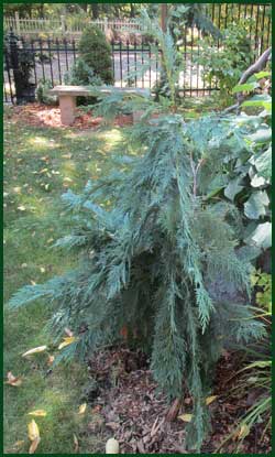 hemlock, dwarf weeping blue