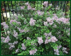 lilac Ms. Kim