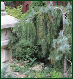 Weeping Blue Spruce