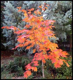 Korean maple Acer pseudosieboldianum 