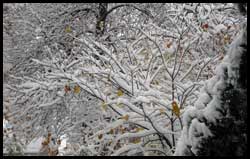 Redbud in snow