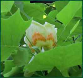 tulip tree